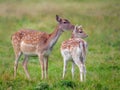 Fallow Deer Doe grooming her offspring. Royalty Free Stock Photo