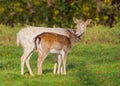 Fallow Deer Doe - Dama dama grooming her youngster.