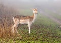 Fallow Deer Doe - Dama dama in autumn fog. Royalty Free Stock Photo