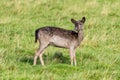 Fallow Deer Doe - Dama dama, Warwickshire, England. Royalty Free Stock Photo