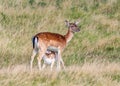 Fallow Deer Doe with feeding Fawn - Dama dama. Royalty Free Stock Photo