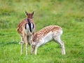 Fallow Deer Doe feeding her offspring. Royalty Free Stock Photo