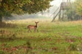 Fallow deer doe in the forest Royalty Free Stock Photo