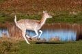 A Fallow Deer Doe in full flight - Dama dama. Royalty Free Stock Photo