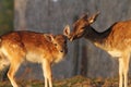 Fallow deer doe and her baby Royalty Free Stock Photo