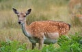 Fallow Deer Doe Royalty Free Stock Photo