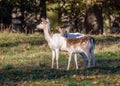 Fallow Deer Doe and Yearling - Dama dama standing in a sunny glade. Royalty Free Stock Photo