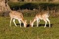 Fallow Deer Does - Dama dama Grazing, Warwickshire, England. Royalty Free Stock Photo