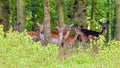 Fallow Deer Does - Dama dama in a spinney looking out Royalty Free Stock Photo