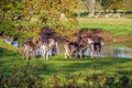 Fallow Deer Does - Dama dama about to cross a river. Royalty Free Stock Photo