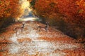 Fallow deer does on rural road in autumn Royalty Free Stock Photo