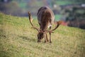 Fallow deer eating grass