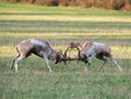 Fallow Deer Dama dama Stags Rutting Royalty Free Stock Photo