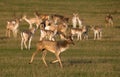 Fallow Deer Dama dama Stag with Does