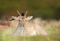 Fallow deer with an Eurasian Magpie on its head Royalty Free Stock Photo