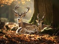 Fallow Deer