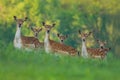 Fallow deer family - doe and fawn babies Royalty Free Stock Photo
