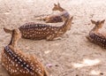 Fallow deer family Royalty Free Stock Photo