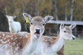 Fallow deer