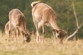 Fallow deer family grazing on meadow Royalty Free Stock Photo