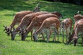 Fallow deer family in a green meadow in summer Dama dama Royalty Free Stock Photo