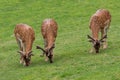 Fallow deer family in a green meadow in summer Dama dama Royalty Free Stock Photo