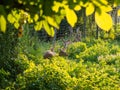 Fallow deer family Royalty Free Stock Photo