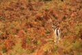 Fallow Deer fawn Royalty Free Stock Photo