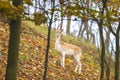 Fallow deer fawn in Autumn Royalty Free Stock Photo
