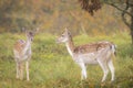 Fallow deer fawn in Autumn Royalty Free Stock Photo