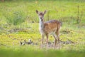 Fallow deer fawn Dama Dama in Autumn Royalty Free Stock Photo