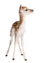 Fallow Deer Fawn - Dama dama (5 days old) Royalty Free Stock Photo