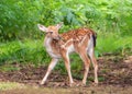 Fallow Deer Fawn - Dama dama in a Warwickshire Woodland. Royalty Free Stock Photo