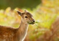 Fallow deer fawn eating leaves Royalty Free Stock Photo