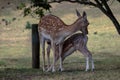 Fallow Deer fawn feeding from its mother Royalty Free Stock Photo