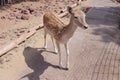 Fallow deer fawn at Grand Canyon Deer Farm petting zoo Royalty Free Stock Photo