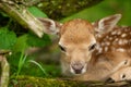 Fallow deer fawn head from close view. Adorable newborn animal. Cute deer baby