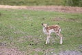 A Fallow Deer Fawn Royalty Free Stock Photo
