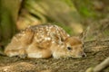 Fallow deer fawn lying on the ground