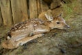 Fallow deer fawn. Newborn mammal lying on the brown ground