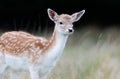 Fallow deer fawn standing in the meadow in autumn Royalty Free Stock Photo