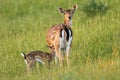Fallow deer with fawn standing on meadow in summer nature