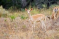 Fallow Deer Fawn Royalty Free Stock Photo