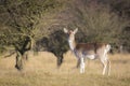 Fallow deer female in Autumn Royalty Free Stock Photo