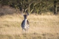 Fallow deer female in Autumn Royalty Free Stock Photo