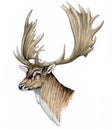 Fallow Deer female head (Dama dama)