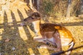Fallow deer female in Panagia Faneromeni Monastery zoo Greece Royalty Free Stock Photo