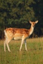 Fallow deer female on pasture Royalty Free Stock Photo