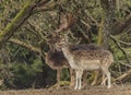 Fallow deer in fence with trees in Krusne mountains in spring day Royalty Free Stock Photo