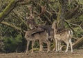 Fallow deer in fence with trees in Krusne mountains in spring day Royalty Free Stock Photo